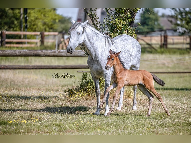 PRE Mare 10 years 15,2 hh Grey-Dapple in J&#xFC;lich