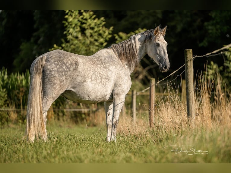 PRE Mare 10 years 15,2 hh Grey-Dapple in J&#xFC;lich
