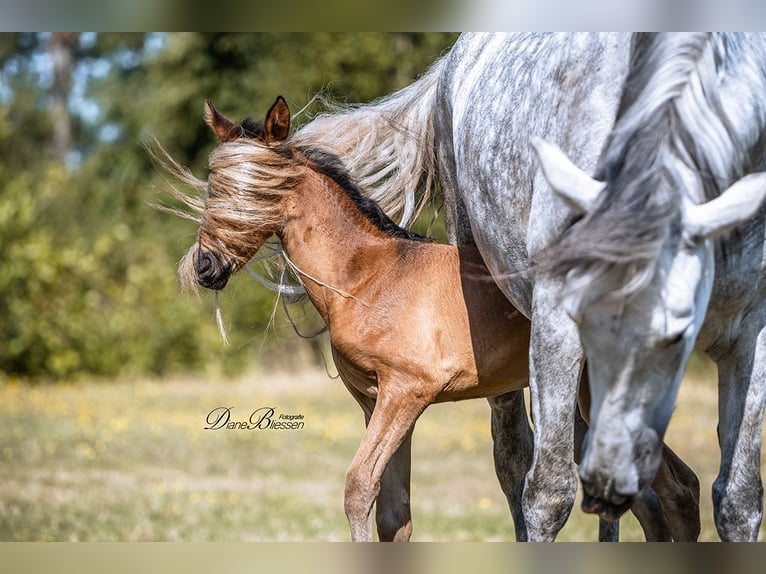 PRE Mare 10 years 15,2 hh Grey-Dapple in J&#xFC;lich
