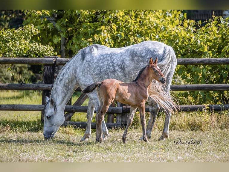 PRE Mare 10 years 15,2 hh Grey-Dapple in J&#xFC;lich