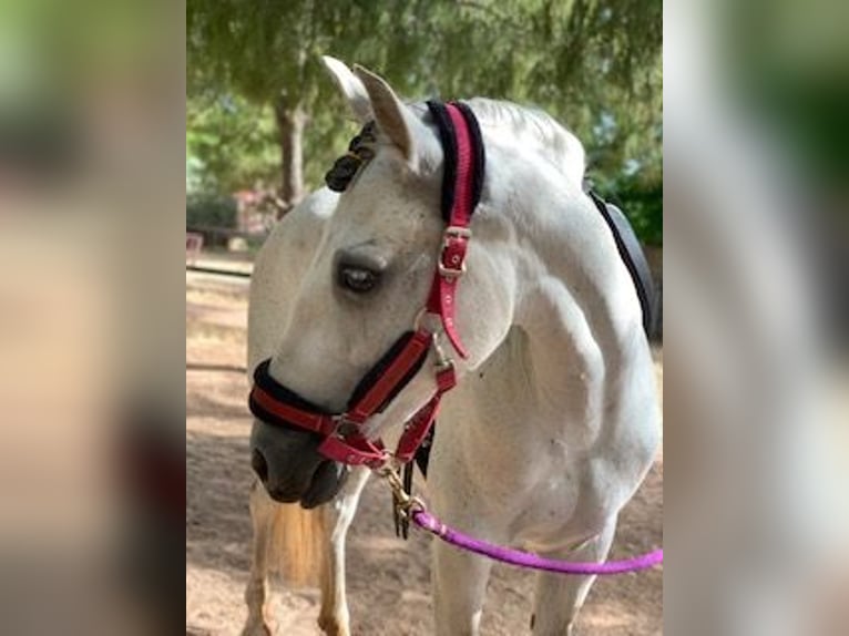 PRE Mix Mare 10 years 15,2 hh Grey in Valencia