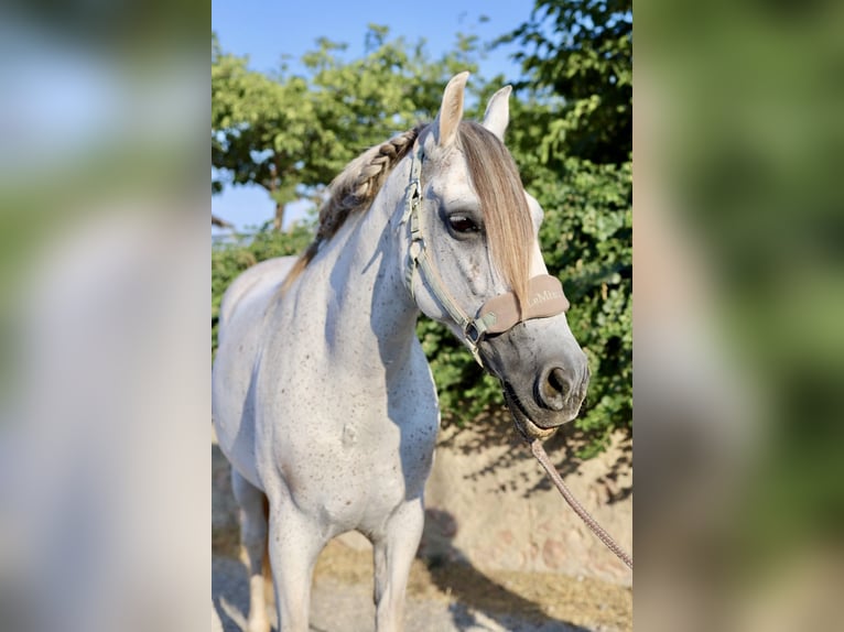 PRE Mix Mare 10 years 15,2 hh Grey in Valencia