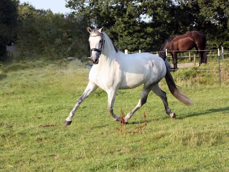 PRE Mix Mare 10 years 15,2 hh Grey in Elmshorn