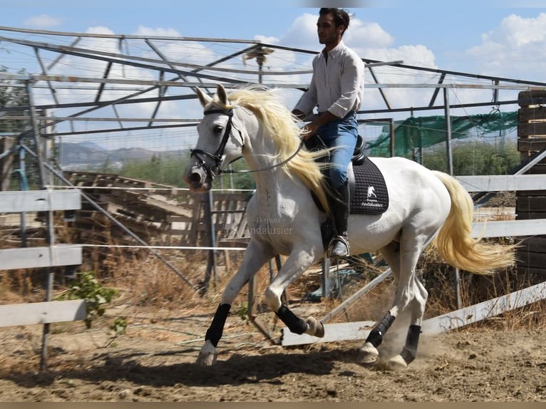 PRE Mare 10 years 15,3 hh Grey in Provinz Granada