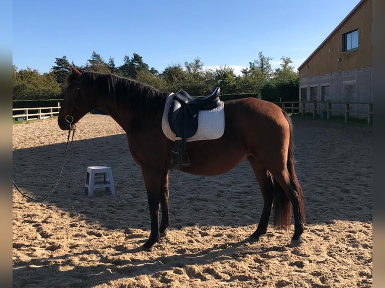 PRE Mare 10 years 16,2 hh Brown in Bas en Basset