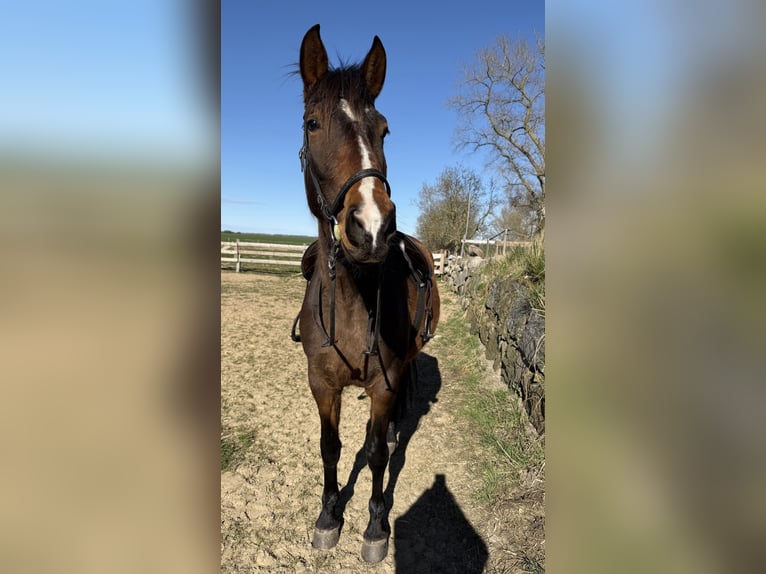 PRE Mix Mare 10 years 16 hh Bay-Dark in Stralsund