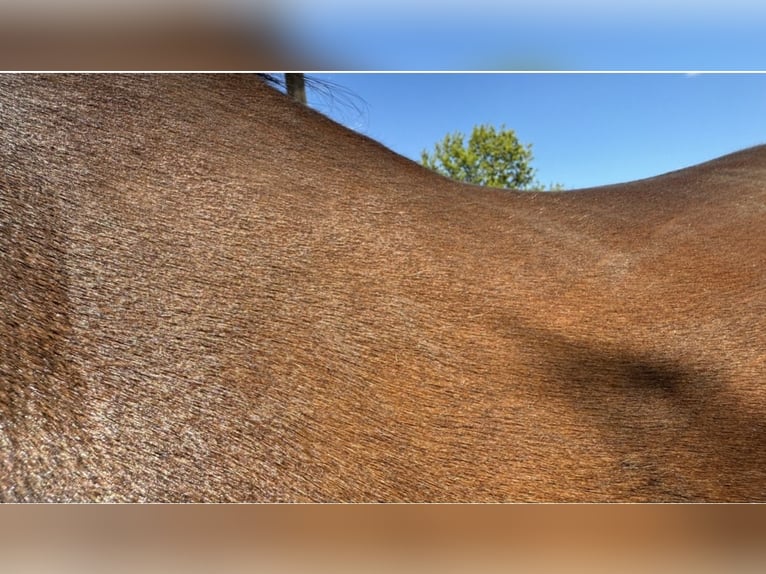 PRE Mix Mare 10 years 16 hh Bay-Dark in Stralsund