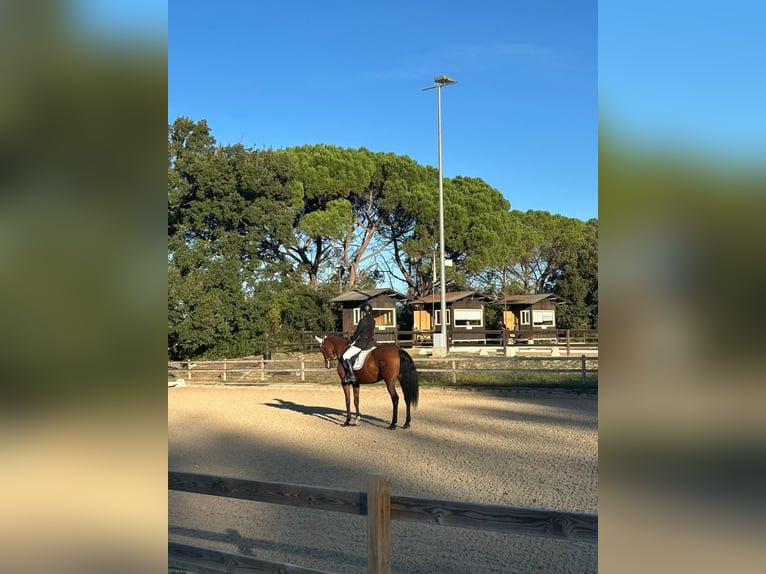 PRE Mix Mare 10 years 16 hh Brown in Estartit, L'
