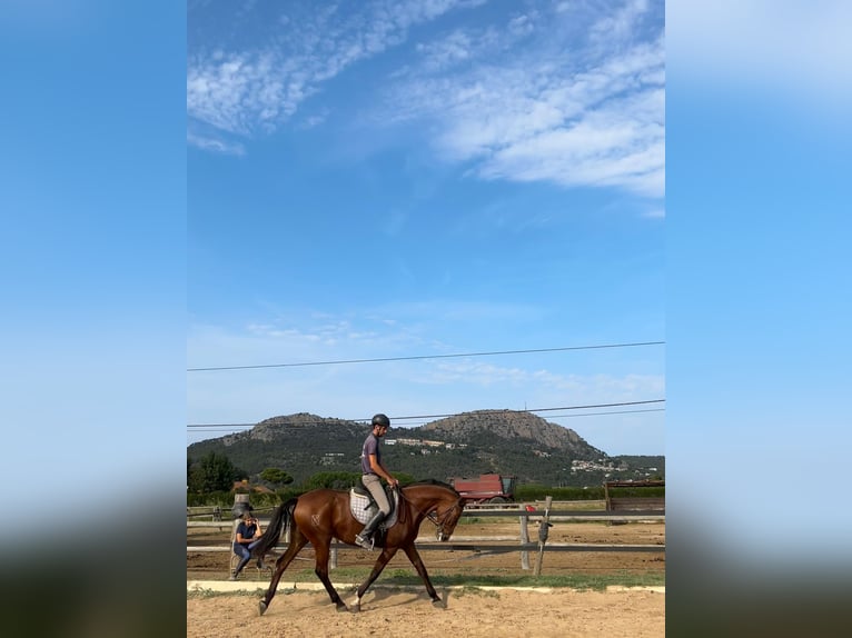 PRE Mix Mare 10 years 16 hh Brown in Estartit, L'