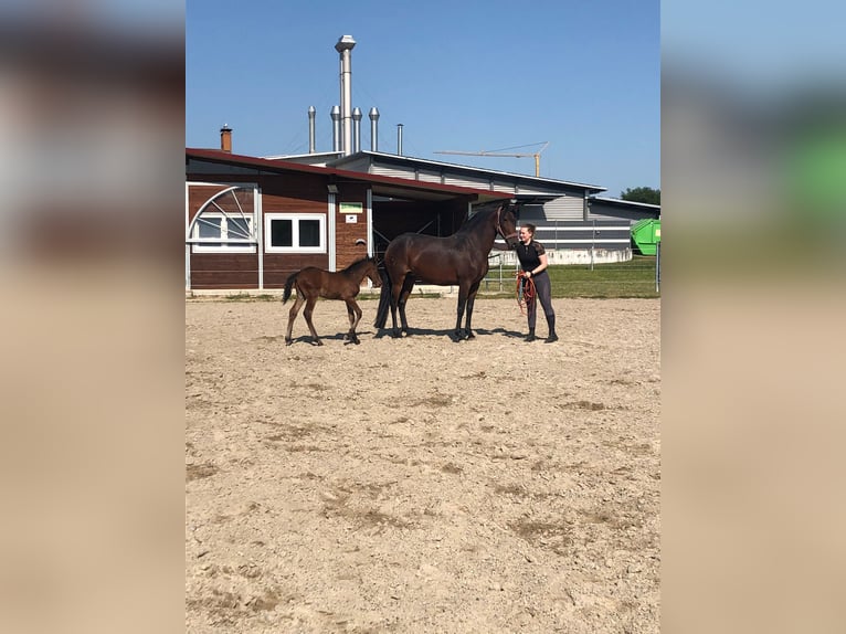 PRE Mix Mare 10 years 16 hh Brown in Bahlingen am Kaiserstuhl