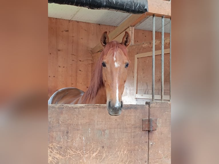 PRE Mix Mare 10 years 16 hh Chestnut-Red in Perchtoldsdorf