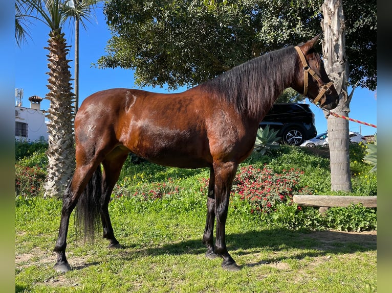 PRE Mare 10 years 16 hh in Pilas