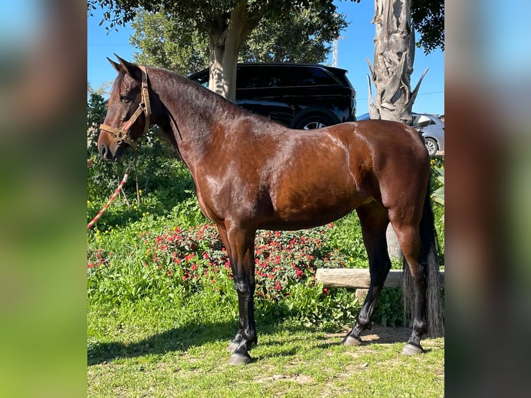 PRE Mare 10 years 16 hh in Pilas