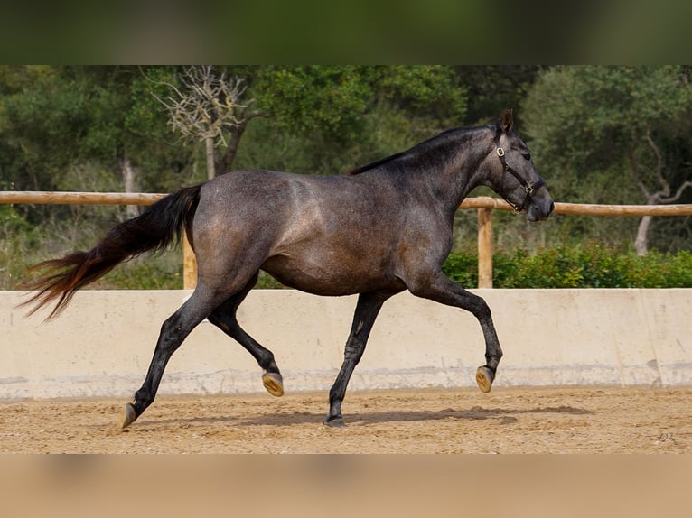PRE Mare 10 years 16 hh Grey in Manacor