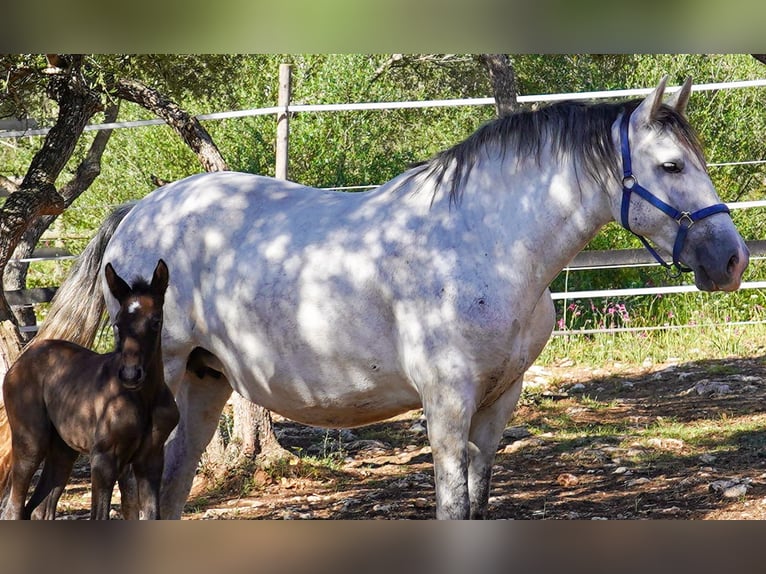 PRE Mare 10 years 16 hh Grey in Manacor
