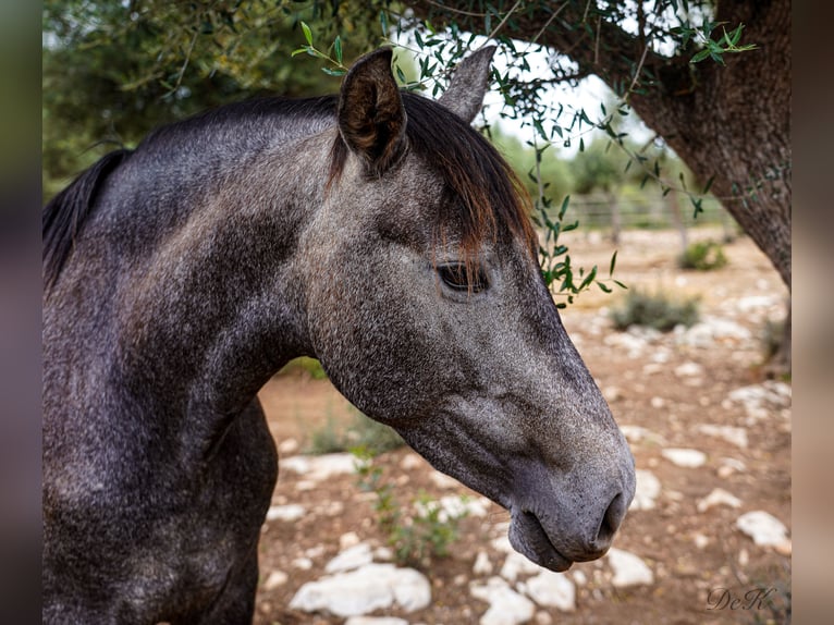 PRE Mare 10 years 16 hh Grey in Manacor