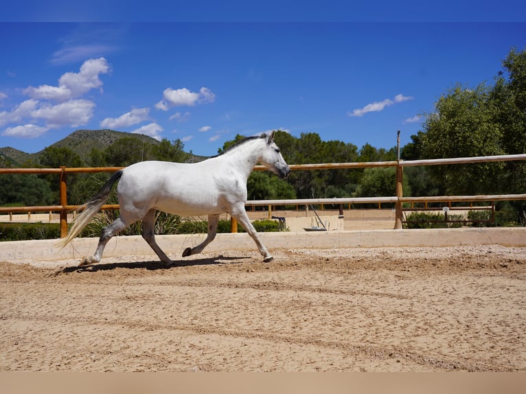 PRE Mare 10 years 16 hh Grey in Manacor