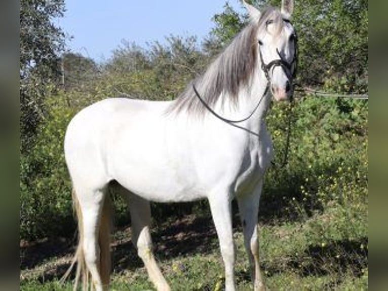 PRE Mix Mare 10 years 16 hh Grey in SEVILLA