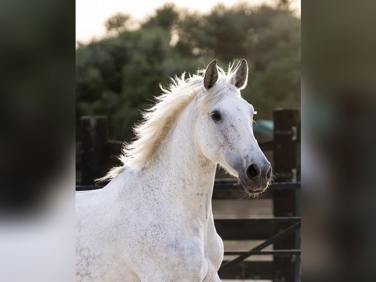 PRE Mix Mare 10 years 16 hh Grey in Cadiz