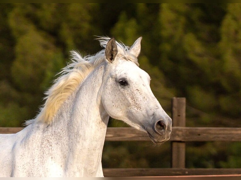 PRE Mix Mare 10 years 16 hh Grey in Cadiz