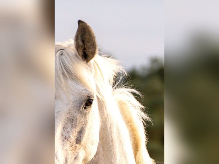 PRE Mix Mare 10 years 16 hh Grey in Cadiz