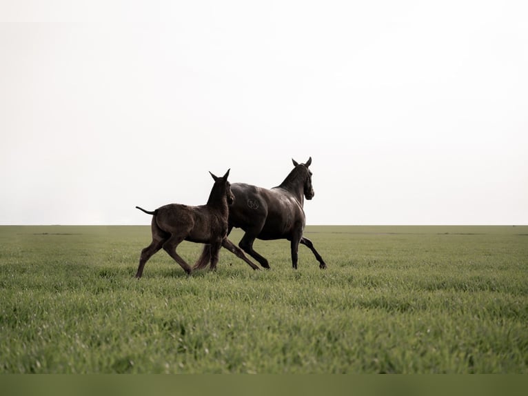 PRE Mix Mare 10 years 16,1 hh Black in Albacete