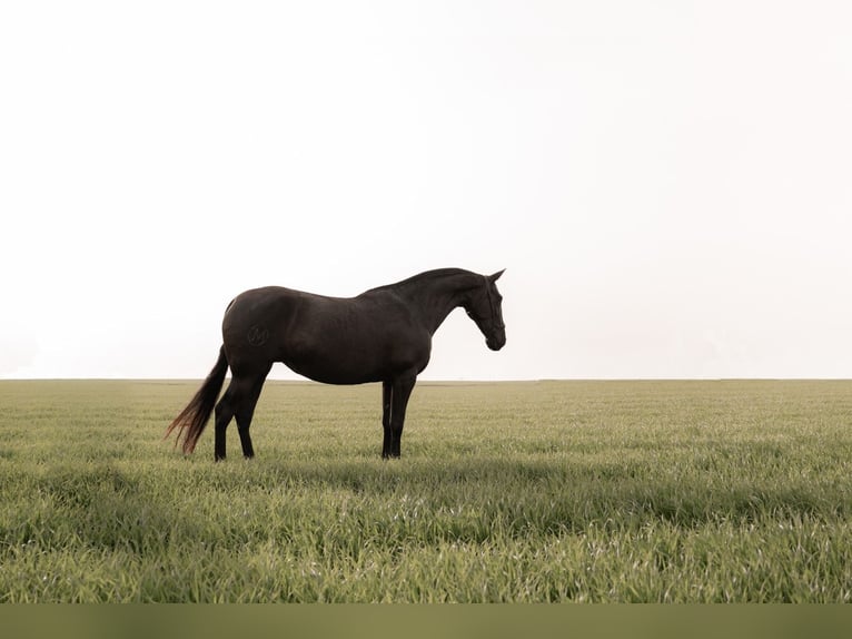 PRE Mix Mare 10 years 16,1 hh Black in Albacete