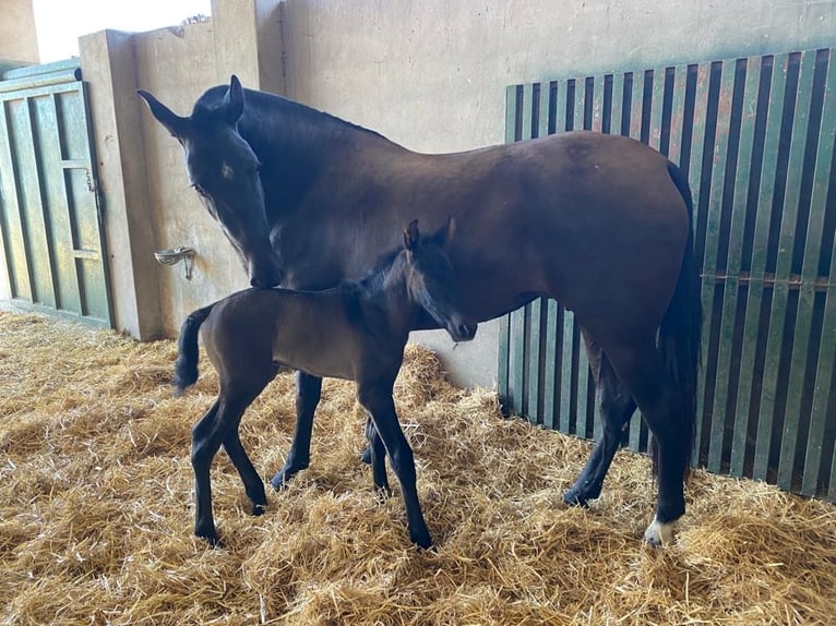 PRE Mix Mare 10 years 16,1 hh in Albacete