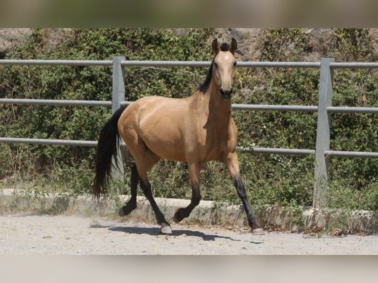 PRE Mix Mare 10 years Buckskin in Colonia Rosal, La (Berga)