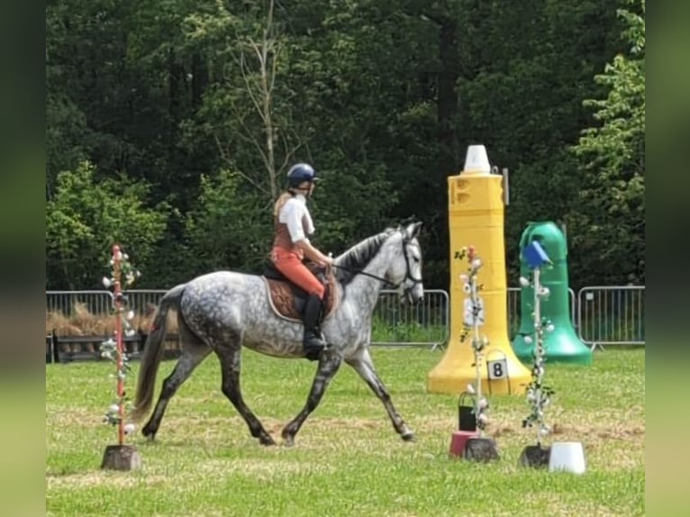 PRE Mix Mare 10 years in Kruisland