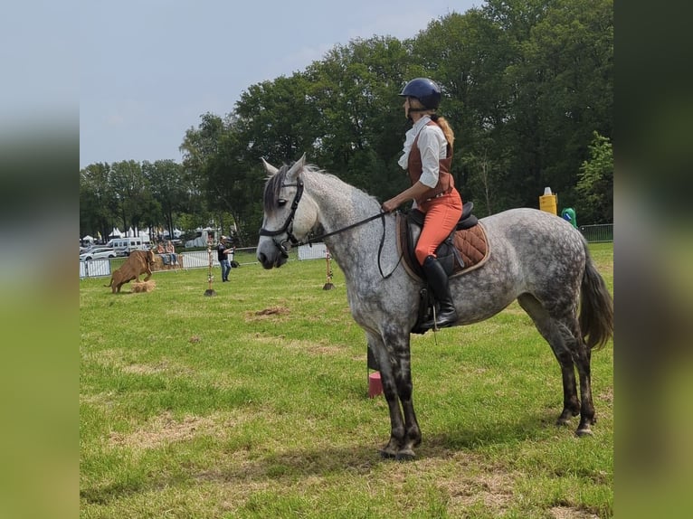 PRE Mix Mare 10 years in Kruisland