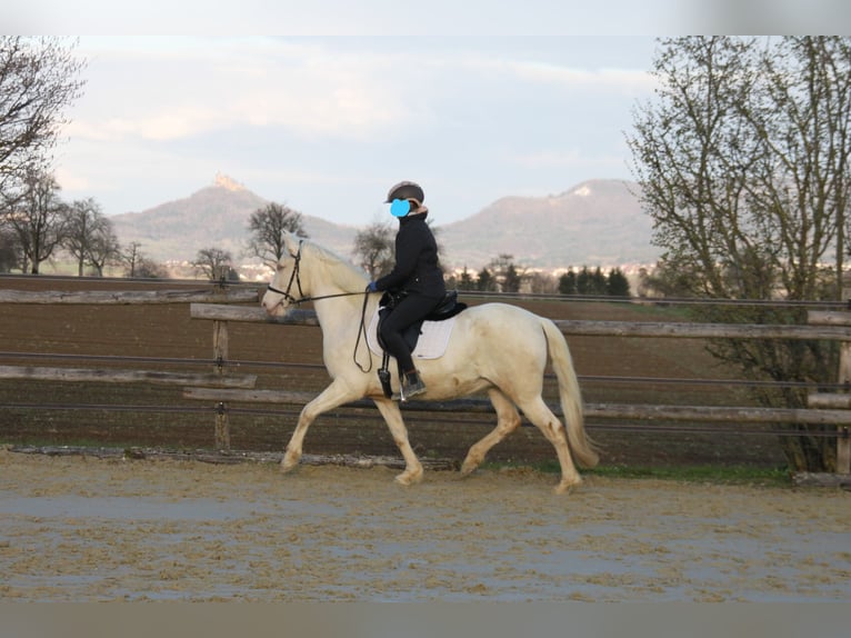 PRE Mix Mare 11 years 14.3 hh Perlino in Balingen