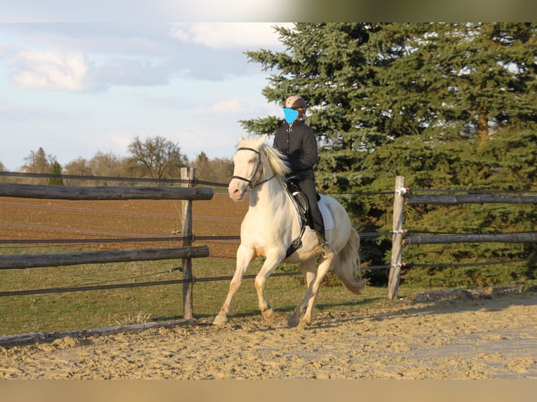 PRE Mix Mare 11 years 14.3 hh Perlino in Balingen