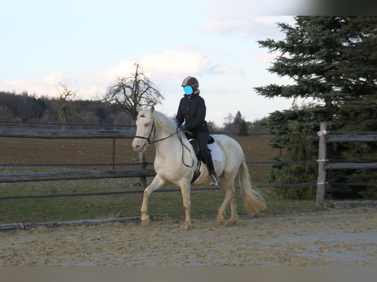 PRE Mix Mare 11 years 14.3 hh Perlino in Balingen