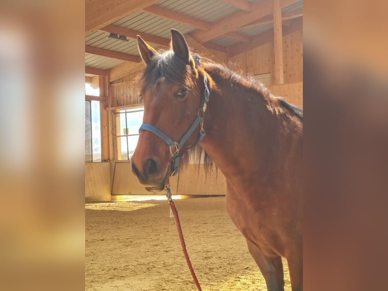 PRE Mix Mare 11 years 14,2 hh Brown in Neumarkt-Sankt Veit