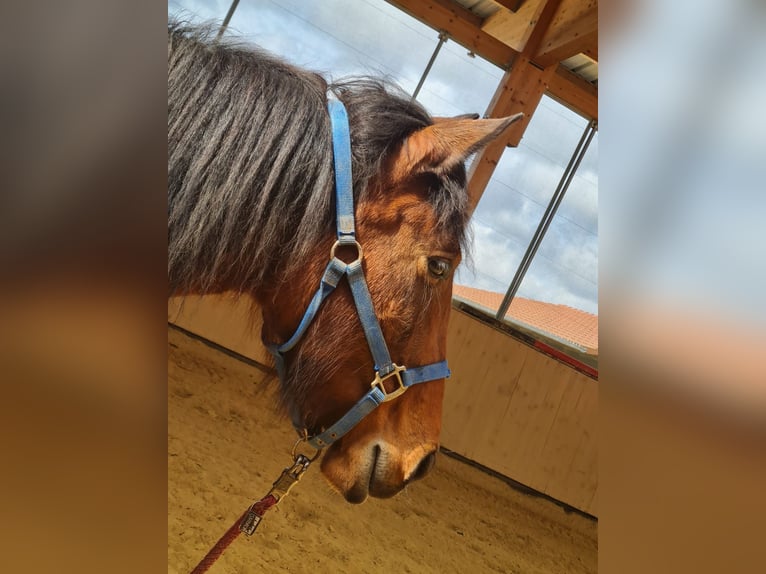 PRE Mix Mare 11 years 14,2 hh Brown in Neumarkt-Sankt Veit