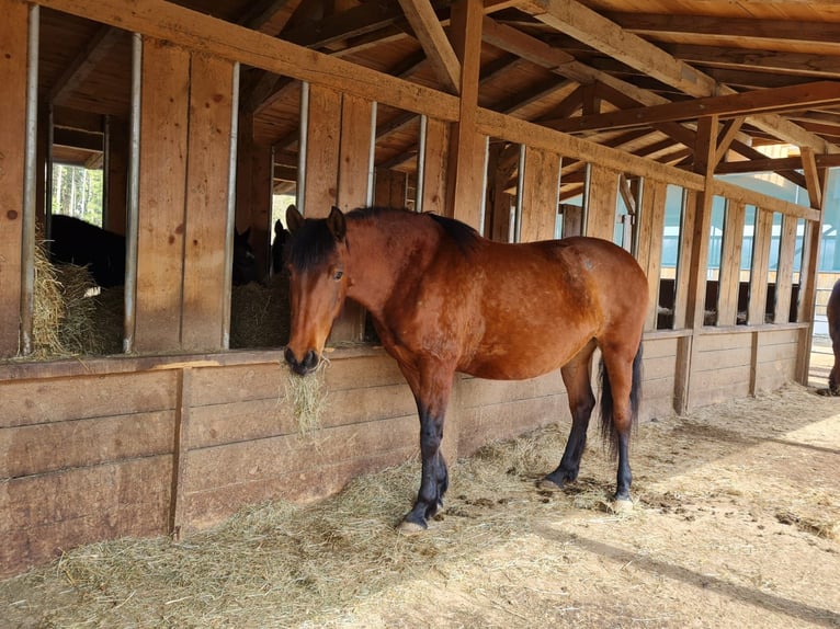 PRE Mix Mare 11 years 14,2 hh Brown in Neumarkt-Sankt Veit