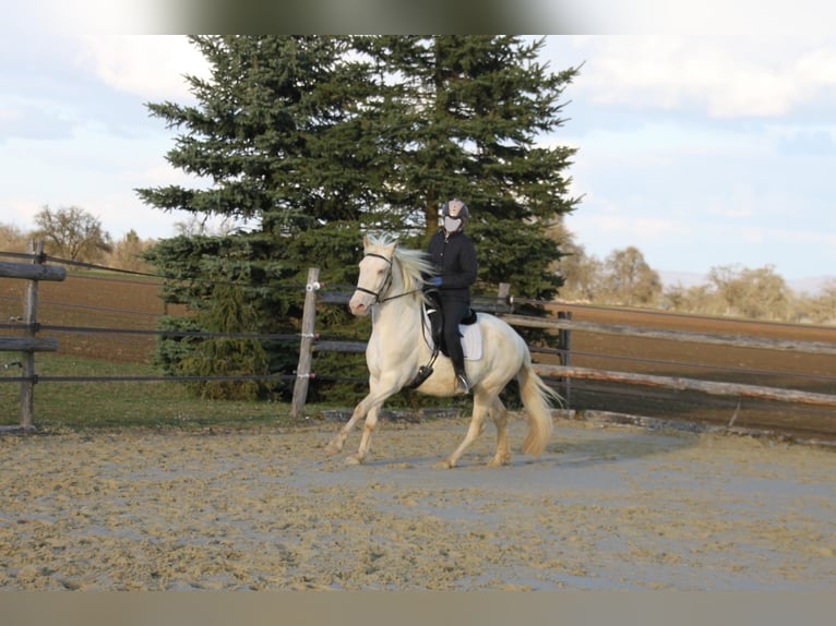 PRE Mix Mare 11 years 14,3 hh Perlino in Balingen