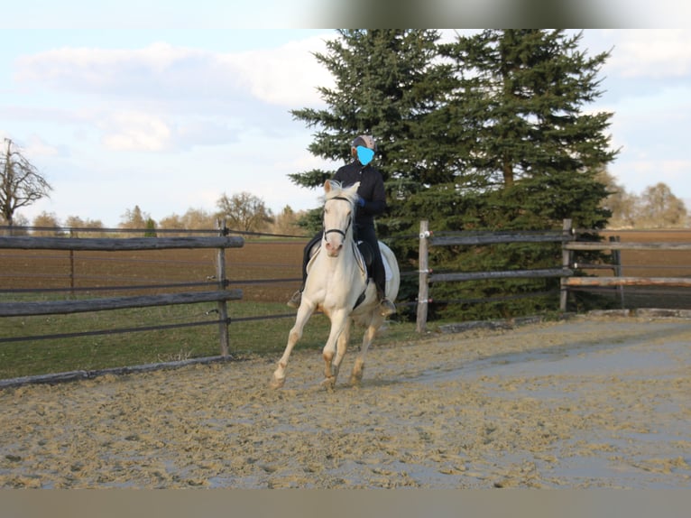 PRE Mix Mare 11 years 14,3 hh Perlino in Balingen