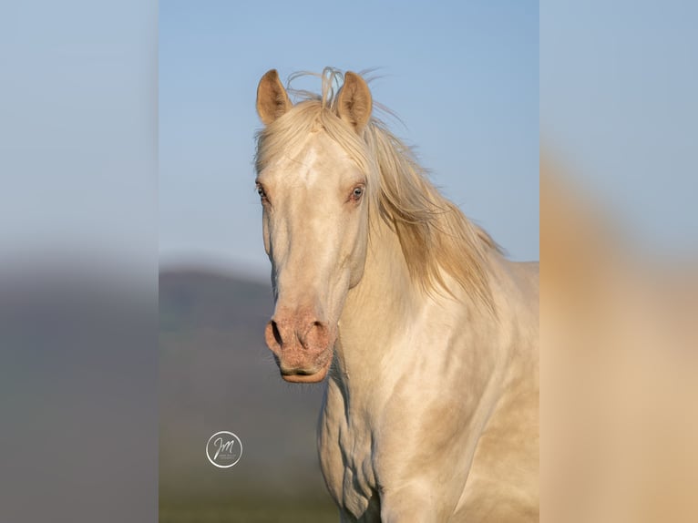 PRE Mix Mare 11 years 14,3 hh Perlino in Balingen