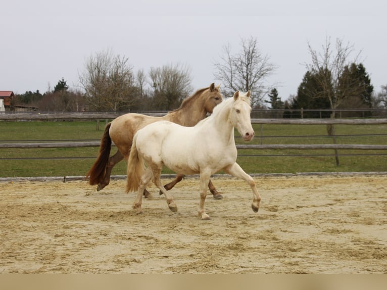 PRE Mix Mare 11 years 14,3 hh Perlino in Balingen