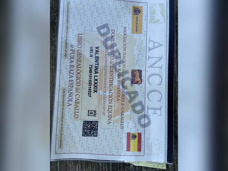 PRE Mare 11 years 15.1 hh Brown in Katzenelnbogen