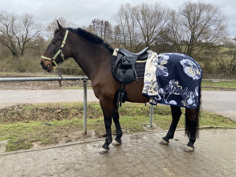 PRE Mare 11 years 15.1 hh Brown in Katzenelnbogen