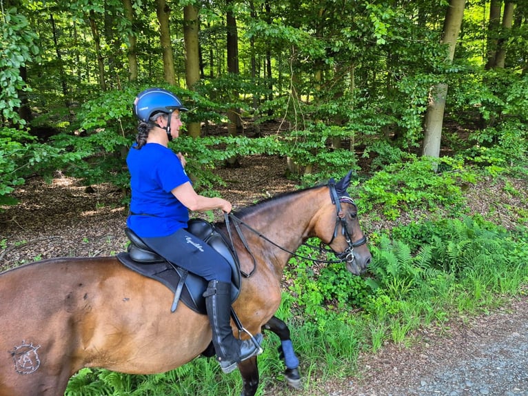 PRE Mare 11 years 15.1 hh Brown in Katzenelnbogen