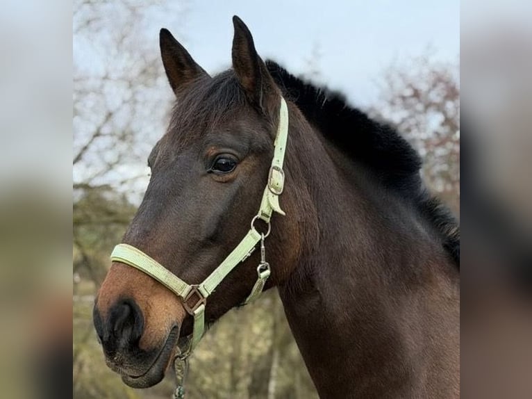 PRE Mare 11 years 15.1 hh Brown in Katzenelnbogen