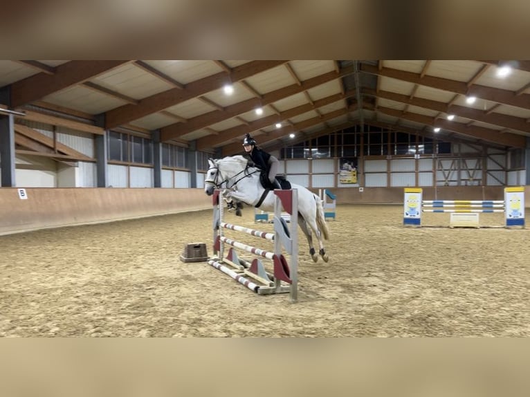 PRE Mix Mare 11 years 15,1 hh Gray in Nürnberg