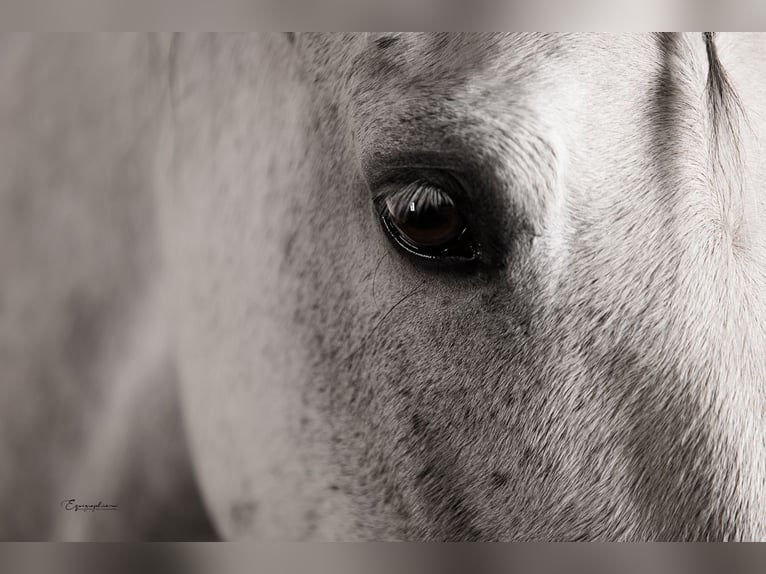 PRE Mix Mare 11 years 15,1 hh Gray in Nürnberg