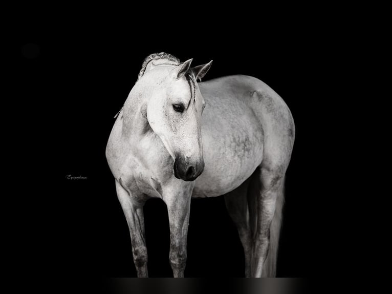 PRE Mix Mare 11 years 15,1 hh Gray in Nürnberg