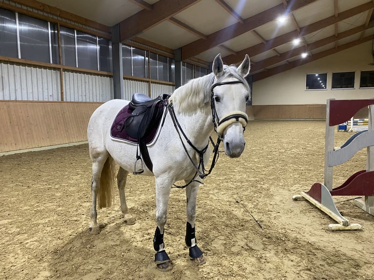 PRE Mix Mare 11 years 15,1 hh Gray in Nürnberg