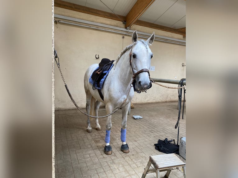 PRE Mix Mare 11 years 15,1 hh Gray in Nürnberg